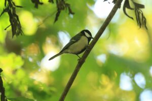 シジュウカラ2023年10月21日