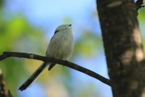 シマエナガ2023年10月13日1