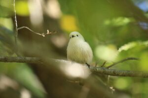 シマエナガ2023年10月13日2