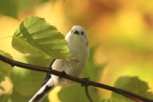 シマエナガ2023年10月21日