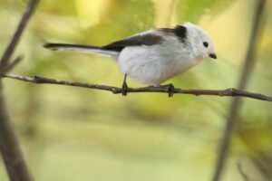 シマエナガ2023年10月26日