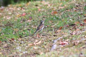 ツグミ2023年10月21日