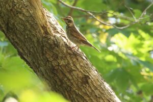 ツグミ2023年10月27日