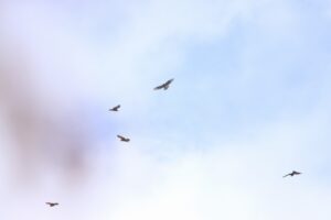 ノスリ2023年10月26日鷹柱