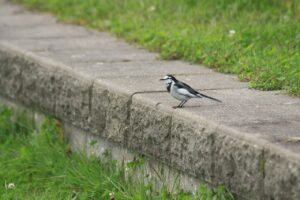 ハクセキレイ2023年10月6日
