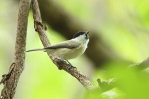 ハシブトガラ2023年10月13日