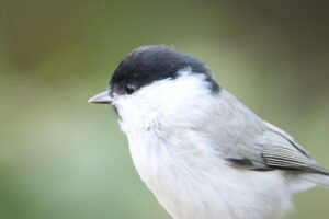 ハシブトガラ2023年10月21日手乗り