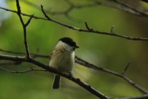 ハシブトガラ2023年10月27日