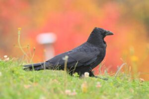 ハシボソガラス2023年10月27日