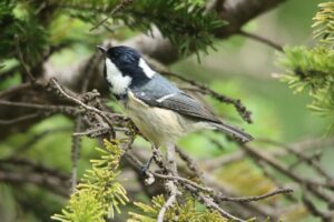 ヒガラ2023年10月13日