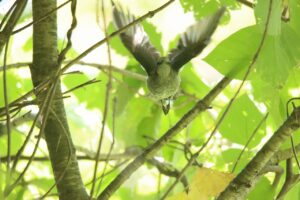 ヒヨドリ2023年10月6日