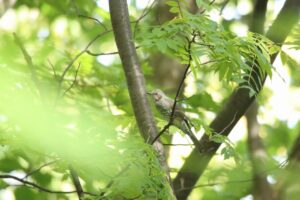 ヒヨドリ2023年10月13日