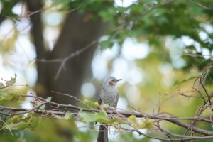 ヒヨドリ2023年10月21日