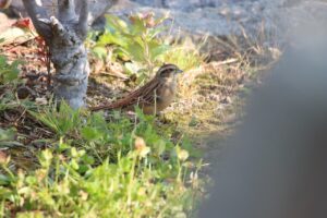 ホオジロ♀2023年10月27日