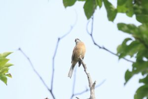 ホオジロ♂2023年10月6日