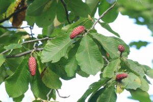 ホオノキ2023年10月13日実が木になっている状態