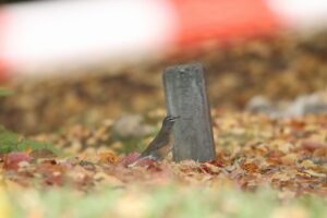 マミチャジナイ2023年10月21日