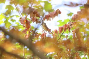 マミチャジナイ2023年10月27日