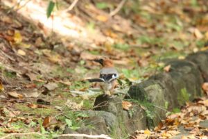 カケス2023年10月13日1