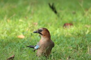 カケス2023年10月21日亜種ミヤマカケス