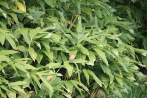 モズ2023年10月21日