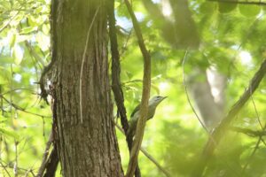 ヤマゲラ2023年10月13日