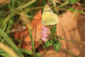旭山紅葉情報2023年11月1日22モンキチョウとムラサキツメクサ