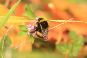 旭山紅葉情報2023年11月1日24セイヨウオオマルハナバチ