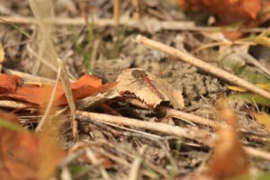 旭山紅葉情報2023年11月1日24アキアカネ