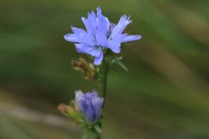 旭山紅葉情報2023年11月1日21キクニガナ