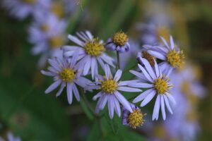 旭山紅葉情報2023年11月1日20エゾノコンギク