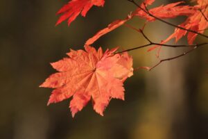 旭山紅葉情報2023年11月4日25ハウチワカエデ紅葉