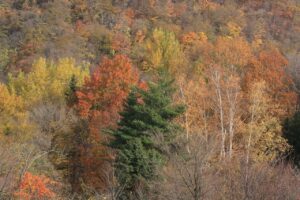 旭山紅葉情報2023年11月5日22藻岩山の一部を切り取り