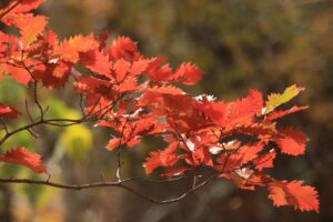 旭山紅葉情報2023年11月5日21ミズナラ紅葉