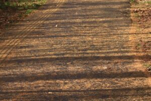 カラマツ黄葉2023年11月19日落ち葉