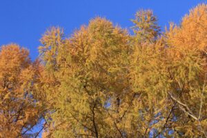 カラマツ林の黄葉2023年11月19日アップ