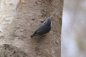 ゴジュウカラ2023年11月19日