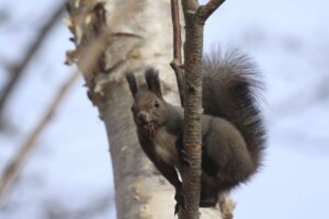 エゾリス2023年11月19日
