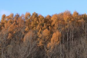 カラマツ林の黄葉2023年11月19日展望台西側寄り望む