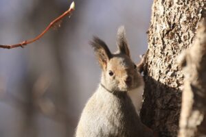 エゾリス2023年11月25日