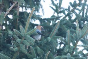 ミヤマカケス2023年11月25日