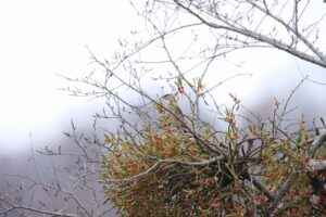 ヒレンジャク2023年11月25日アカミヤドリギ