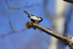シジュウカラ2023年11月25日