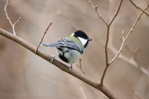 シジュウカラ2023年11月19日