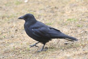 ハシボソガラス2023年11月25日