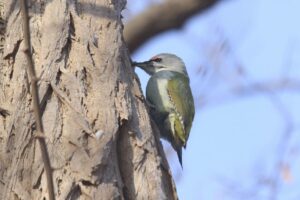 ヤマゲラ♂2023年11月25日