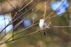 シマエナガ2023年11月19日