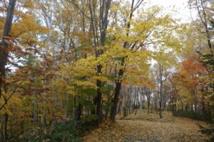 旭山紅葉情報2023年11月1日19記念樹の森付近