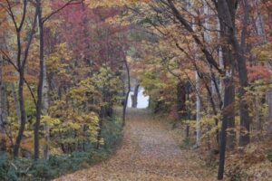 旭山紅葉情報2023年11月1日17森の家坂下り