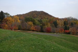 旭山紅葉情報2023年11月1日9円山と新桜並木